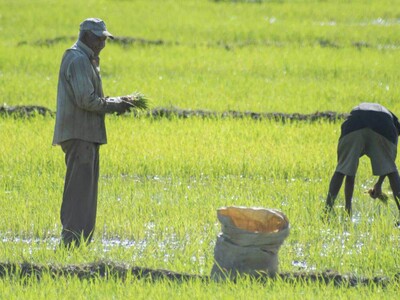 Agricultura asegura que eliminación del arancel no afectará al arroz