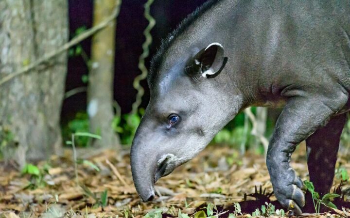 Al plantar 840.000 árboles en Brasil, una familia ha logrado el regreso de una criatura que no se veía desde hace 103 años