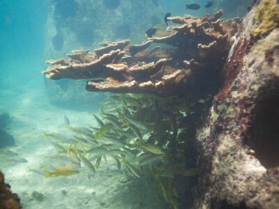 Arrecifes de coral en riesgo de colapso por calentamiento