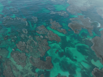 COP17: Exministros piden acelerar protección de la biodiversidad