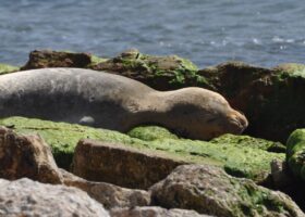 Cataluña quiere traer un animal que perdió hace medio siglo. Los pescadores ya han echado cuentas y están en pie de guerra: «Puede devorar…