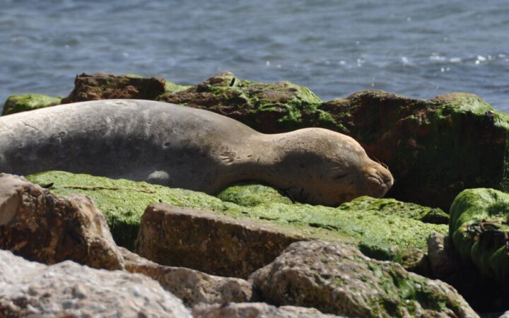 Cataluña quiere traer un animal que perdió hace medio siglo. Los pescadores ya han echado cuentas y están en pie de guerra: «Puede devorar…