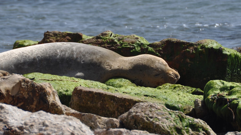 Cataluña quiere traer un animal que perdió hace medio siglo. Los pescadores ya han echado cuentas y están en pie de guerra: "Puede devorar…