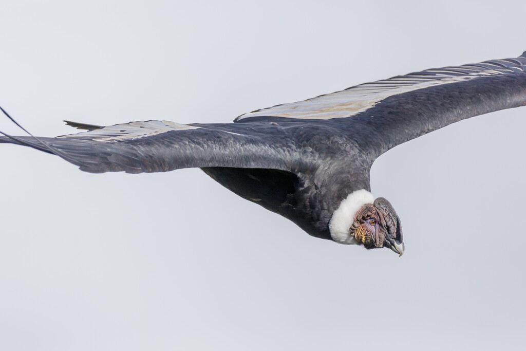 En 1987 los biólogos atraparon al último cóndor libre para evitar su extinción. Hoy sabemos que salvar no basta