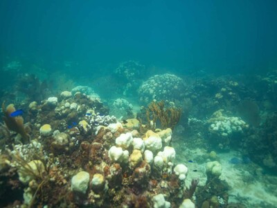 Estudio: corales en peligro de extinción en el mundo