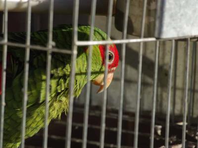 Estudio revela sobreexplotación de fauna silvestre en comercio interna