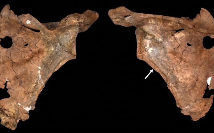 Hace 75.000 años una lanza atravesó el pecho de un neandertal. Sus restos indican que ya entonces cuidaban a sus heridos