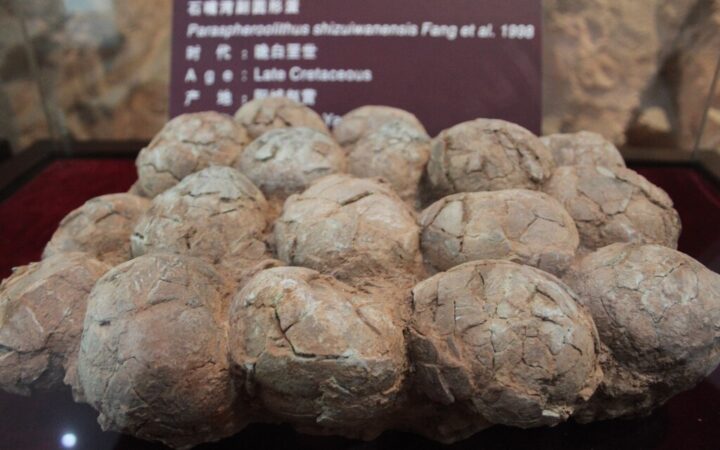 Han encontrado huevos de dinosaurio en un lugar demasiado frío para que existiesen. Estos científicos creen que el titanosaurio…