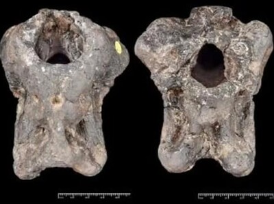 Identifican un nuevo dinosaurio a partir de un fósil