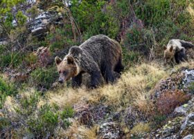 Mientras discutimos qué especie introducir, el oso pardo sigue expandiéndose por el noroeste de la península Ibérica