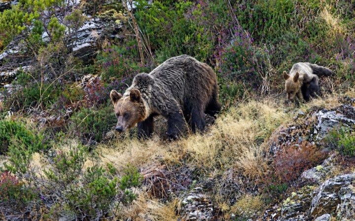 Mientras discutimos qué especie introducir, el oso pardo sigue expandiéndose por el noroeste de la península Ibérica