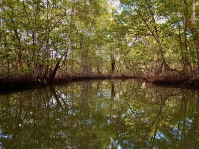 Naciones Unidas presenta informe sobre restauración de ecosistemas