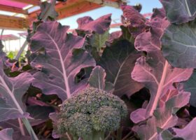 Para que la energía solar no le quite el suelo a la agricultura, Suecia está probando paneles rosas sobre el brócoli