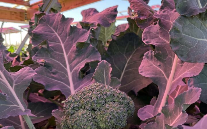Para que la energía solar no le quite el suelo a la agricultura, Suecia está probando paneles rosas sobre el brócoli