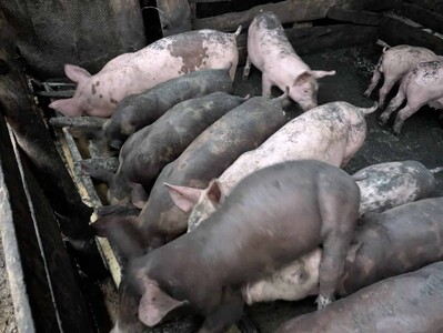 Peste porcina africana golpea a productores dominicanos
