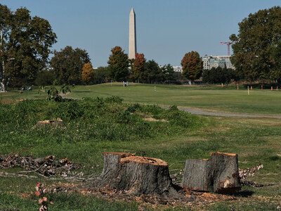 Tala de árboles East Potomac suspendida por jueza Ana Reyes