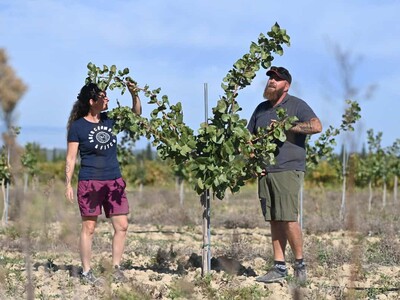 viñedos a pistacheros: una transición en Francia menor consumo vino